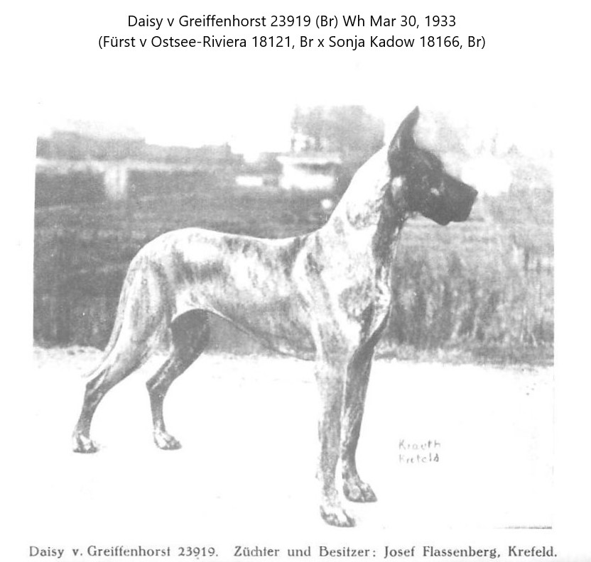 Daisy v Greiffenhorst